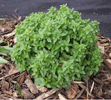 Basil
