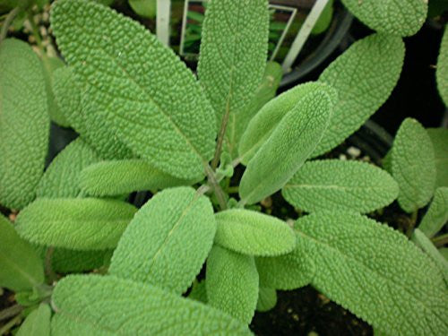 Sage