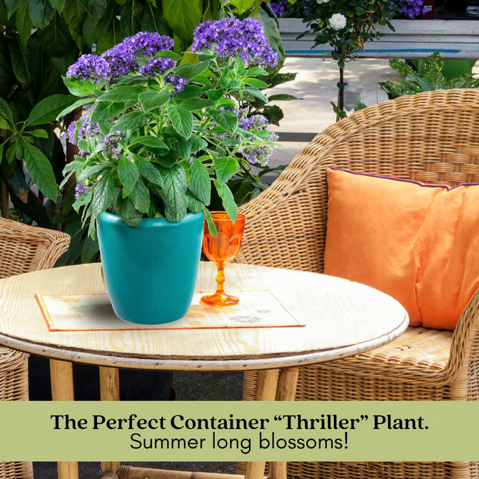 Heliotrope | Two Live Plants | Non-GMO | Pollinator Friendly | Fragrant Blooms