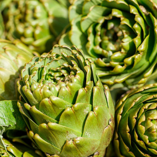 Imperial Artichoke Plant | Two Live Plants | Non-GMO | Edible Vegetable | Gourmet Favorite