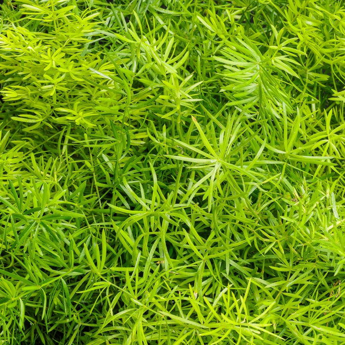 Asparagus Fern | Two Live Plants | Non-GMO | Lush Green Foliage, Hardy, Low Maintenance