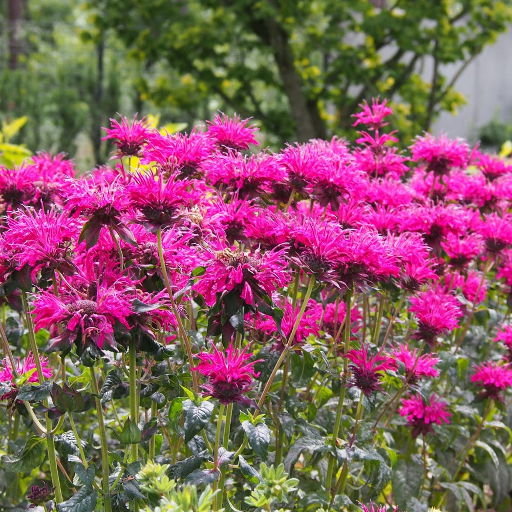 Bee Balm "Balmy Pink" (Monarda) | Two Live Plants | Non-GMO, Hardy Flowering Perennial, Pollinator Favorite