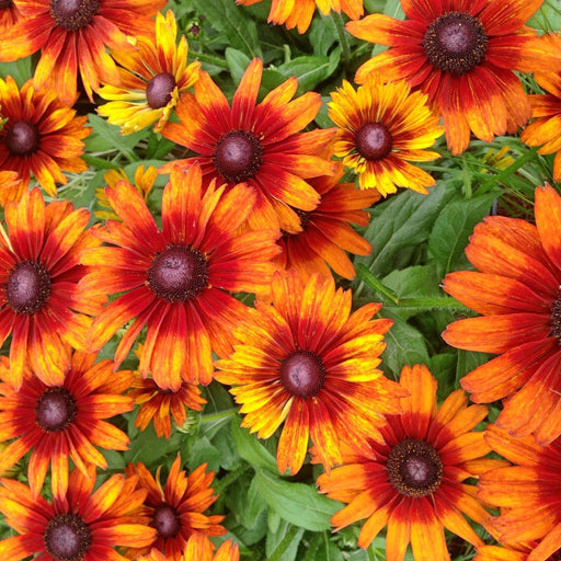 Black Eyed Susan (Rudbeckia) Autumn Colors | Two Live Plants | Non-GMO | Heirloom Perennial | Pollinator Friendly | Drought Tolerant