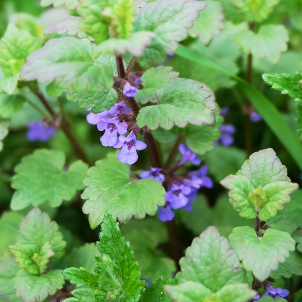 Catnip Herb | Two Live Plants | Non-GMO | Heirloom | Fast Growing, Pollinator Friendly