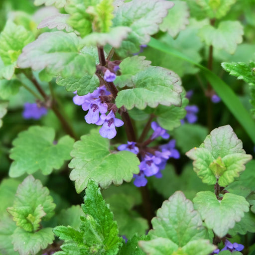 Catnip Herb | Two Live Plants | Non-GMO | Heirloom | Fast Growing, Pollinator Friendly