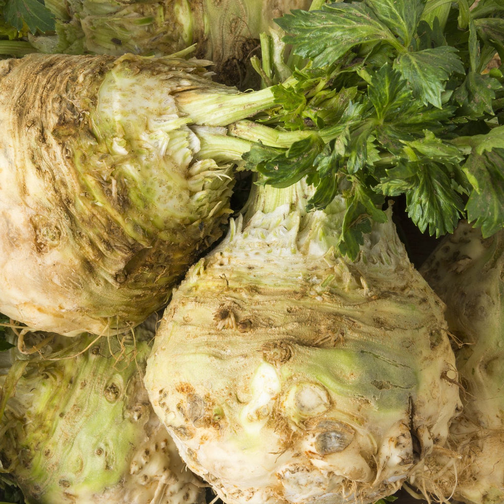 Celeriac Celery Root | Two Live Plants | Non-GMO | Heirloom | Cold Hardy, High Yield