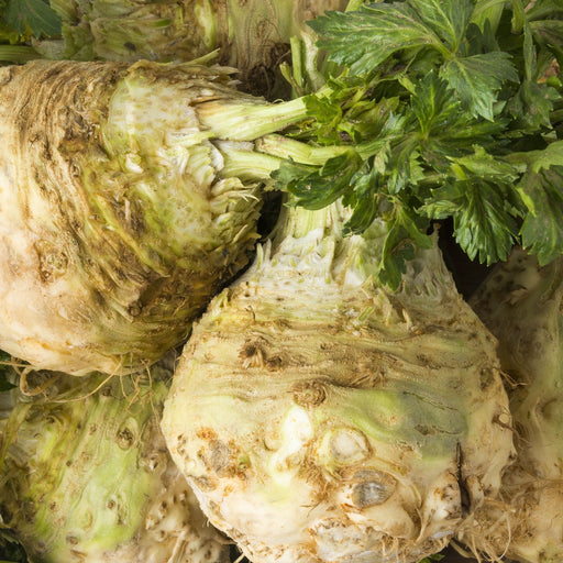 Celeriac Celery Root | Two Live Plants | Non-GMO | Heirloom | Cold Hardy, High Yield