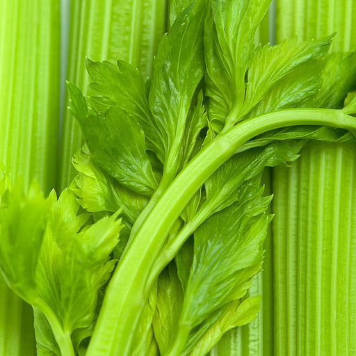 Celery Tango | Two Live Plants | Non-GMO | Heat Tolerant, High Yield, Fast Growing