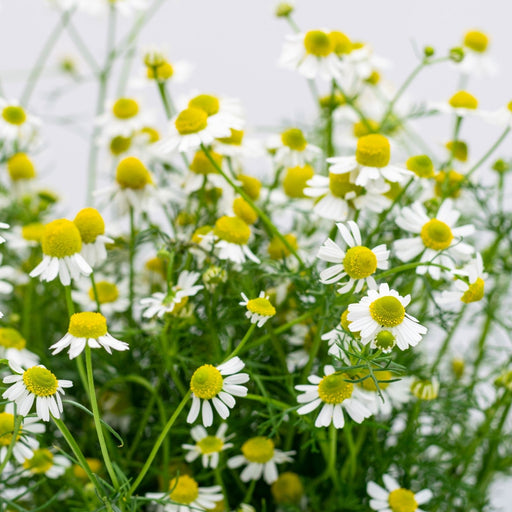 Chamomile Herb Plant | Two Live Plants | Non-GMO | Medicinal and Edible