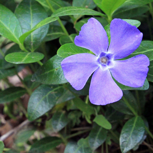 Creeping Myrtle Periwinkle | Two Live Plants | Non-GMO | Vinca Minor Perennial Ground Cover | Deer Resistant