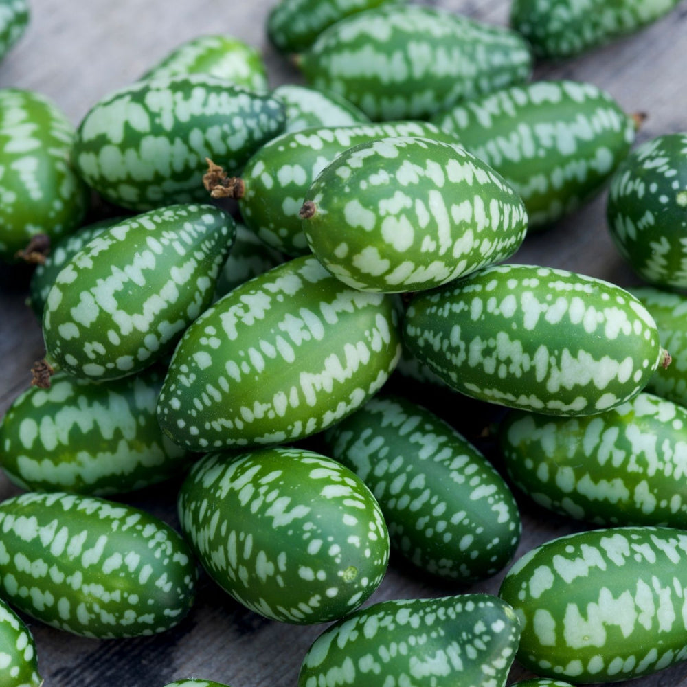 Cucumber Mexican Sour Gherkin | Two Live Plants | Non-GMO | Heirloom Cucumber | Heat Drought Tolerant