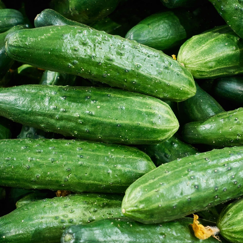 Cucumber Patio Snacker | Two Live Plants | Non-GMO | Burpless, High Yield, Compact