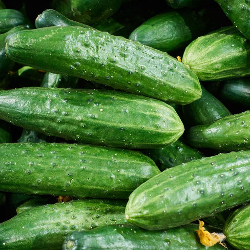 Cucumber Patio Snacker | Two Live Plants | Non-GMO | Burpless, High Yield, Compact