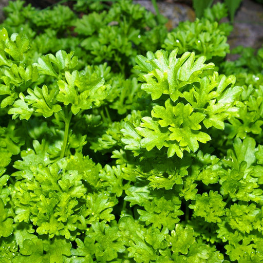Triple Curled Parsley | Two Live Plants | Non-GMO | Heirloom Herb | Fast Growing, Culinary Essential