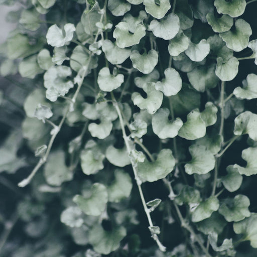 Dichondra Silver Falls | Two Live Plants | Non-GMO | Cascading, Silver Foliage, Heat Drought Tolerant