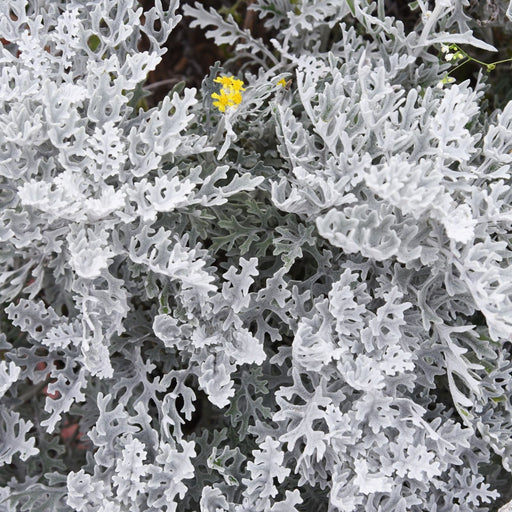 Dusty Miller Silverdust | Two Live Plants | Non-GMO | Soft Silver Foliage, Drought Tolerant, Low Maintenance