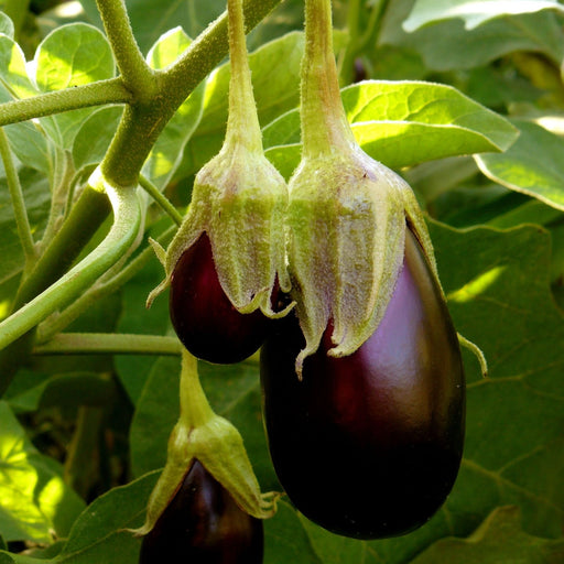 Eggplant Black Beauty | Two Live Plants | Non-GMO | Heirloom Variety | High Yield, Heat Tolerant