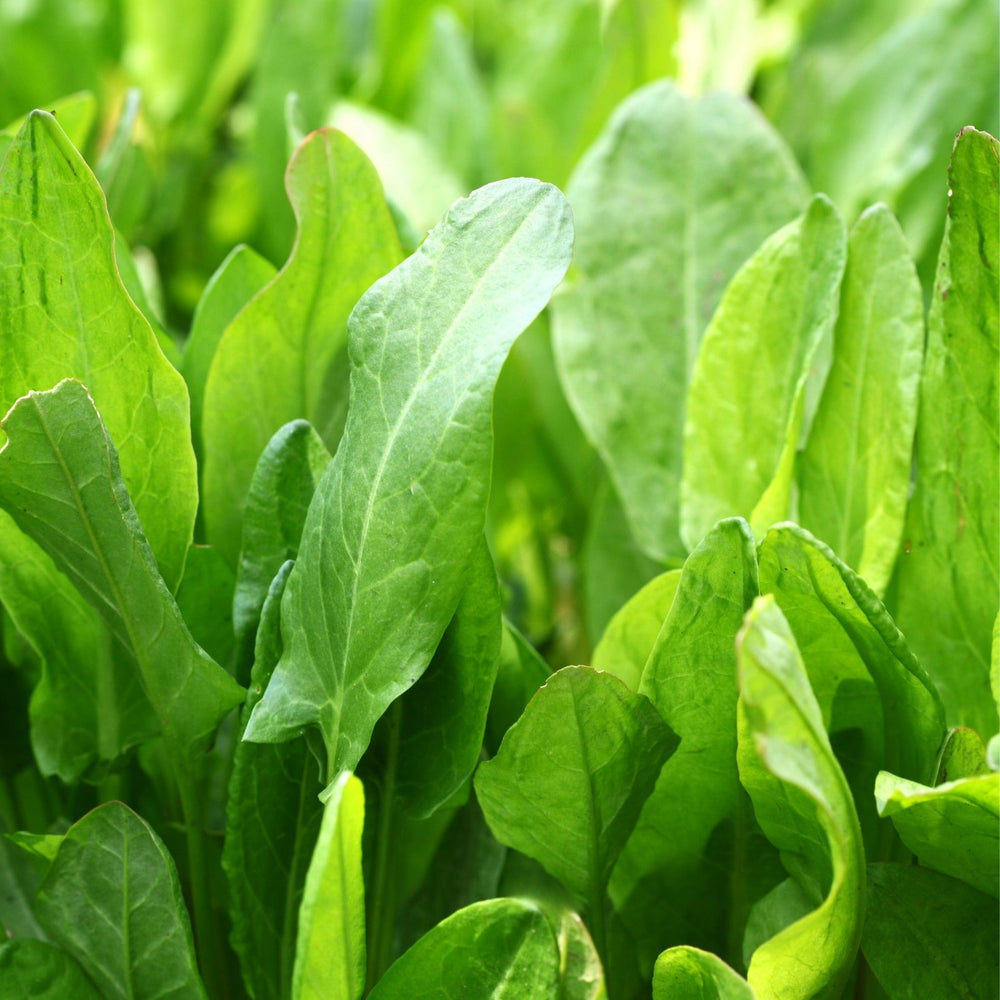 Garden Sorrel Herb | Two Live Plants | Non-GMO | Heirloom | Perennial, Fast Growing