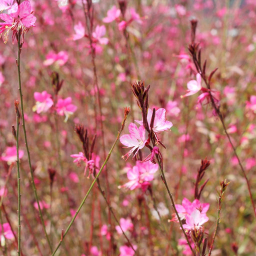 Gaura Siskiyou Pink | Two Live Plants | Non-GMO | Perennial | Pollinator Friendly | Continuous Blooms