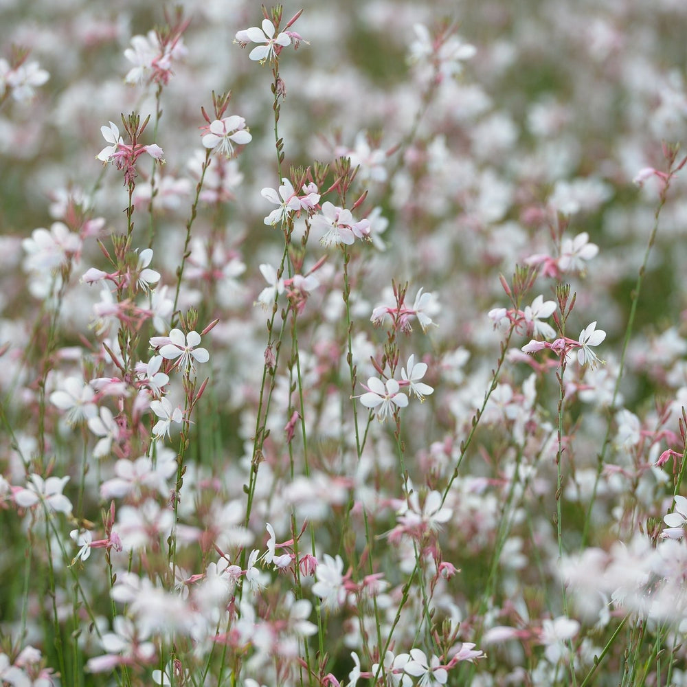 Gaura Sparkle White | Two Live Plants | Non-GMO | Perennial | Pollinator Friendly | Continuous Blooms