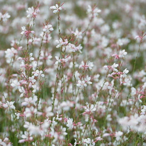 Gaura Sparkle White | Two Live Plants | Non-GMO | Perennial | Pollinator Friendly | Continuous Blooms