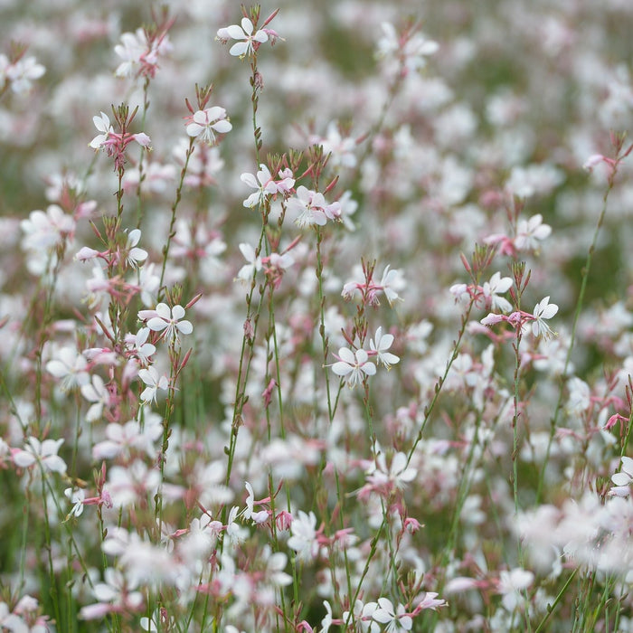Gaura Sparkle White | Two Live Plants | Non-GMO | Perennial | Pollinator Friendly | Continuous Blooms