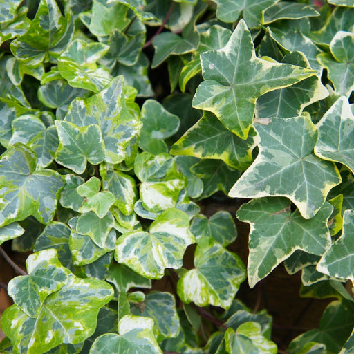 Glacier English Ivy | Two Live Plants | Non-GMO | Variegated, Trailing, Low Maintenance