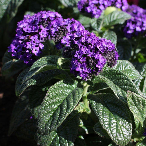 Heliotrope | Two Live Plants | Non-GMO | Pollinator Friendly | Fragrant Blooms