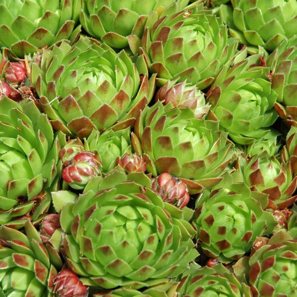 Hens and Chicks | Two Live Plants | Non-GMO | Perennial | Kid Friendly Gardening | Heat Drought Tolerant