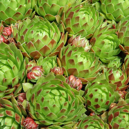 Hens and Chicks | Two Live Plants | Non-GMO | Perennial | Kid Friendly Gardening | Heat Drought Tolerant