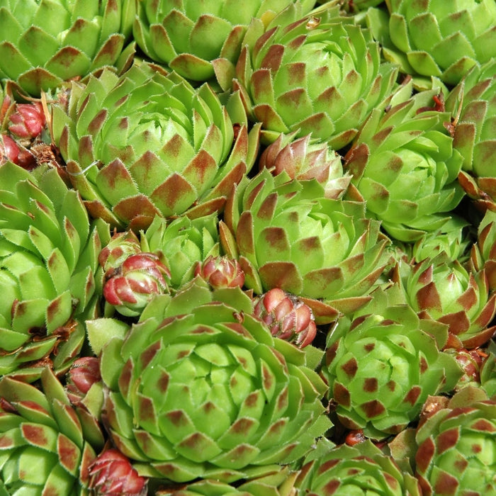 Hens and Chicks | Two Live Plants | Non-GMO | Perennial | Kid Friendly Gardening | Heat Drought Tolerant
