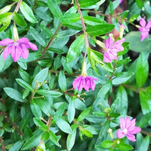 Mexican Heather Magenta | Two Live Plants | Non-GMO | Heat Tolerant, Pollinator Friendly, Low Maintenance