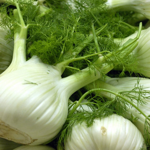 Orion Fennel Plant | Two Live Plants | Non-GMO | Edible Garden | Culinary Favorite