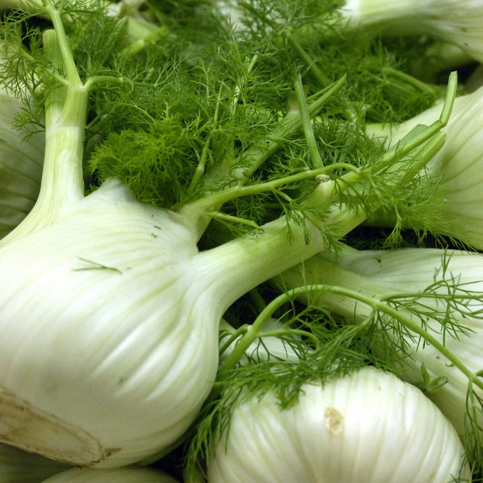 Orion Fennel Plant | Two Live Plants | Non-GMO | Edible Garden | Culinary Favorite