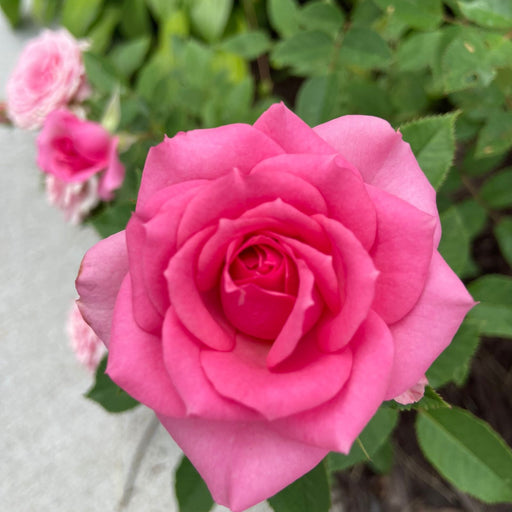 Kordana Pink Mini Rose | Two Live Plants | Non-GMO, Perennial Zone 5, Long-Blooming Compact Plants