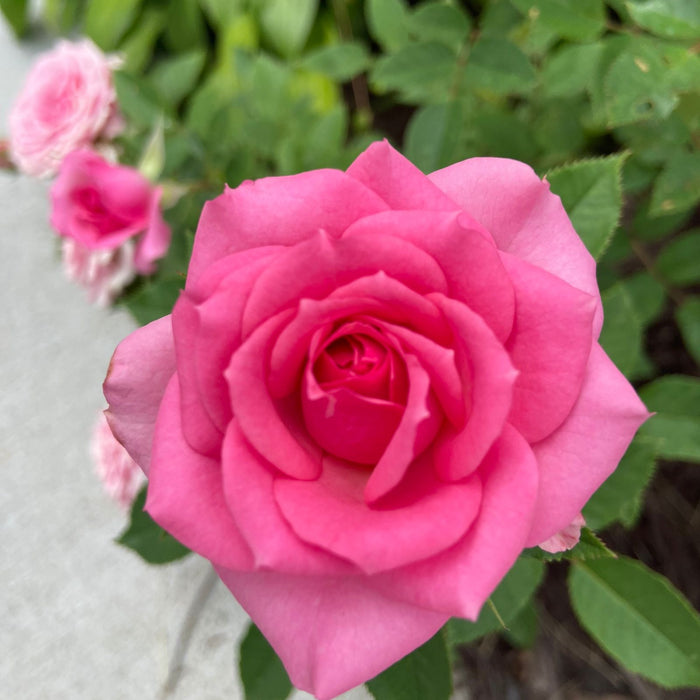 Kordana Pink Mini Rose | Two Live Plants | Non-GMO, Perennial Zone 5, Long-Blooming Compact Plants