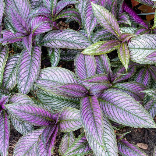 Persian Shield | Two Live Plants | Non-GMO | Shade Loving | Exotic Foliage | Strobilanthes