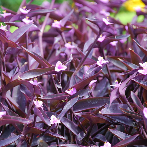 Purple Heart | Two Live Plants | Non-GMO | Vibrant Purple Foliage, Low Maintenance, Drought Tolerant