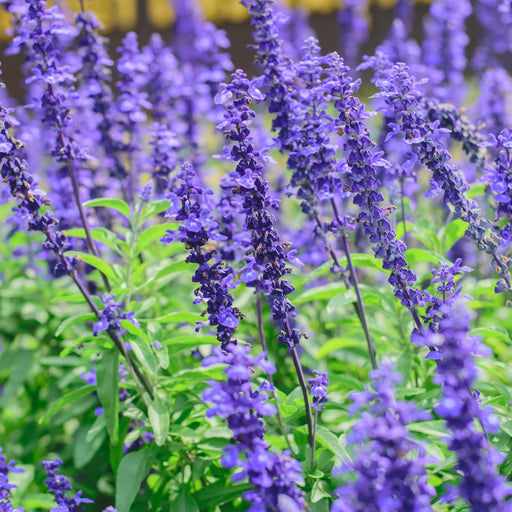 Victoria Blue Salvia | Two Live Plants | Non-GMO | Vibrant Blooms, Pollinator Magnet, Low Maintenance