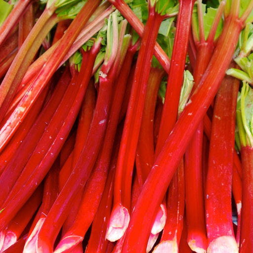 Victoria Rhubarb | Two Live Plants | Non-GMO | Perennial | Edible Heirloom