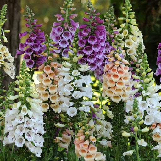 Foxglove Dalmatian Mix | Two Live Plants | Non-GMO | Heirloom Perennial | Pollinator Friendly