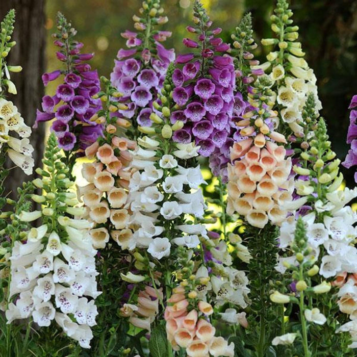 Foxglove Dalmatian Mix | Two Live Plants | Non-GMO | Heirloom Perennial | Pollinator Friendly