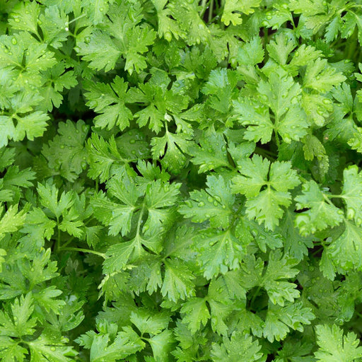 Italian Flat Leaf Parsley | Two Live Plants | Non-GMO | Heirloom Herb | Fast Growing, Culinary Essential