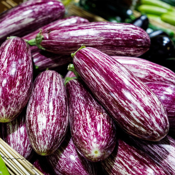 Eggplant Fairytale | Two Live Plants | Non-GMO | Striped Lavender-White Fruit | High-Yield, Compact, Heat Tolerant