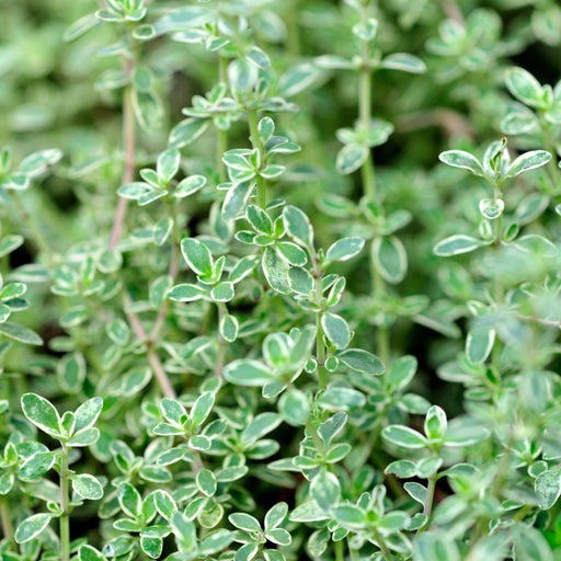 Silver Edge Thyme | Two Live Herb Plants | Non-GMO, Ornamental & Edible