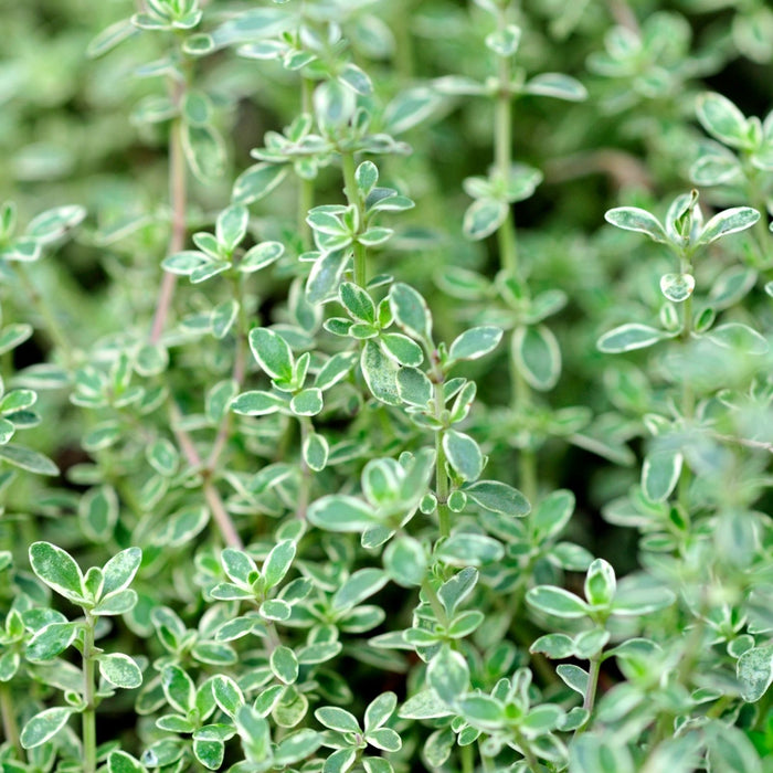 Silver Edge Thyme | Two Live Herb Plants | Non-GMO, Ornamental & Edible