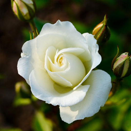 Kordana White Mini Rose | Two Live Plants | Non-GMO, Perennial Zone 5, Long-Blooming Compact Plants