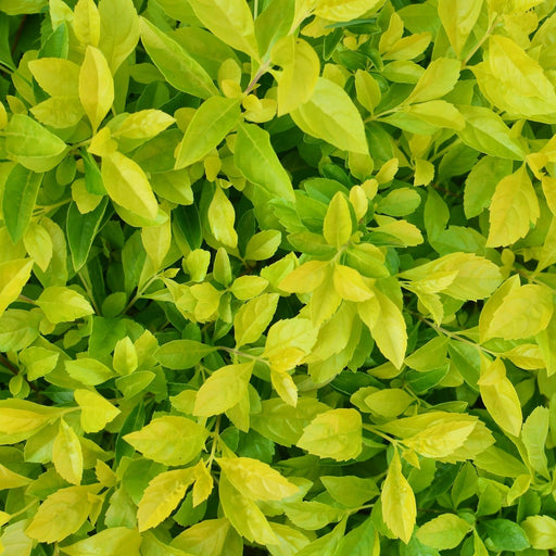 Duranta Yellow Plants | Two Live Plants | Non-GMO | Golden Foliage Accent, Heat Drought Tolerant, Easy to Grow