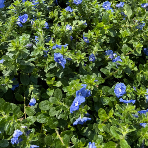 Evolvulus Beach Bum Blue | Two Live Plants | Non-GMO | Sky-Blue Blooms, Gently Trailing, Heat & Drought Tolerant Annual
