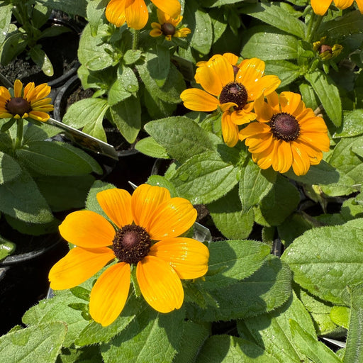 Black Eyed Susan Toto Gold Plants | Two Live Plants | Non-GMO | Compact Rudbeckia, Heat Drought Tolerant, Pollinator Friendly